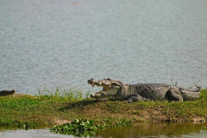 The residents of Charotar share a love-hate relationship with the muggers in their ponds.